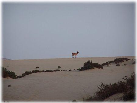 Le dune di Piscinas. Ingrandisci l'immagine e accedi alla galleria delle foto.